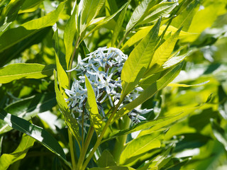 Amsonia ciliata ou Amsonie bleue aux touffes de fleurs étoilées bleu clair à l'extrêmité de...
