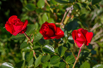 Beautiful Red Roses in Spring Blossom
