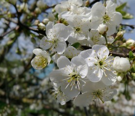 Cherry blossom in spring in may on a Sunny day. The flowering gardens, apple tree blossom