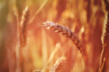 Nahaufnahme Des Weizens, Der Auf Dem Feld Wächst