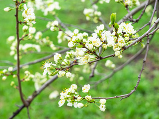 spring in city - twig of cherry tree with white flowers over green meadow in urban garden on background (focus on blossom in center)