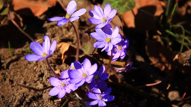 Hepatica flower in early spring.