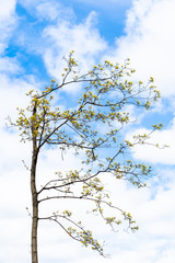 spring in city - flowering maple tree with blue sky and white clouds on background on sunny day