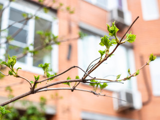 spring in city - young leaves on twig close up and urban house on background (focus on leaves growing out of bud )