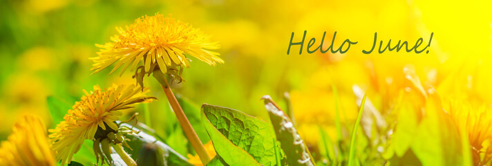 Hello june flowers. Banner hello june. New season. Summer. Dandelions. Yellow summer flowers. Dandelions flowers with place for text. Bright yellow flowers and green grass. - obrazy, fototapety, plakaty