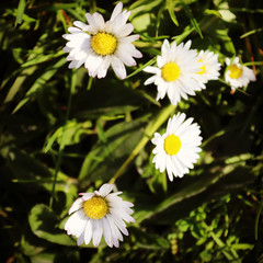 Obraz premium daisies in a garden