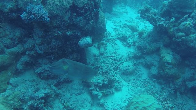 Cuttlefish Swimming in the Great Barrier Reefs