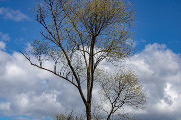Fototapeta na wymiar Branches of a tree against a bright sky.