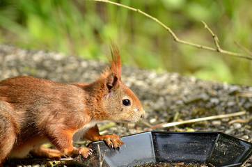 Eichhörnchen