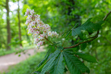 Beatifull blossoming horse chestnuts or Conker tree(Aesculus hippocastanum) along a road in a forest