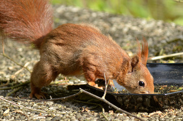 Eichhörnchen