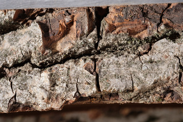 Tree bark.Wood texture background surface with old natural pattern. Texture of wood background close up. Top view. Copy space.