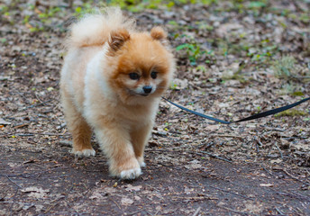 Pomeranian mini teddy bear red color walks on a leash goes along the path