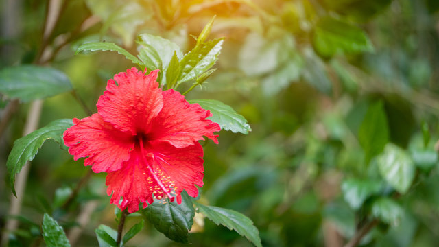 Shaba red flowers with beautiful green leaves around