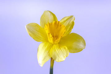 yellow daffodil on a plain background isolate