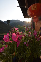 Closeup of petunias, red lantern, tea fields in back, setting sun and lens flare