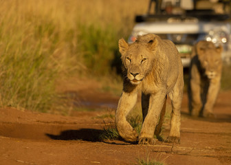 Young Lions walking in the savanna