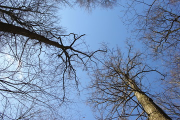 Tree branches against blue sky