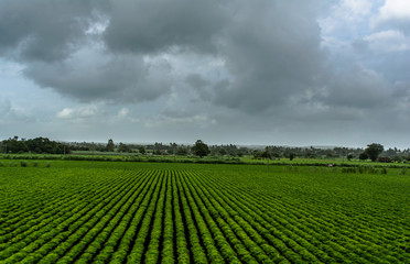 Fototapeta na wymiar View of Green Farmland from running train in India 