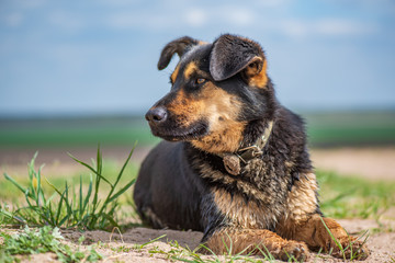 A village dog lies on the ground on a sunny day.