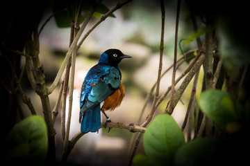 All dressed up and ready for his date