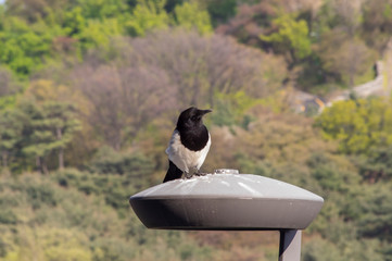 見つめる公園の鳥