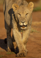 Young Lions walking in the savanna