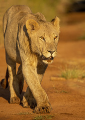 Fototapeta premium Young Lions walking in the savanna