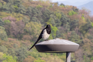 目を合わせる公園の鳥