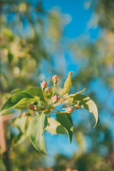 spring buds and leaves