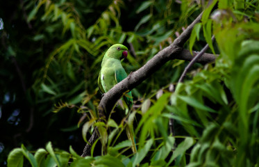 Parrots, also known as psittacines, are birds of the roughly 393 species in 92 genera comprising the order Psittaciformes.
