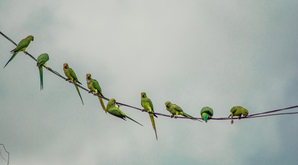 Parrots, also known as psittacines, are birds of the roughly 393 species in 92 genera comprising the order Psittaciformes.
