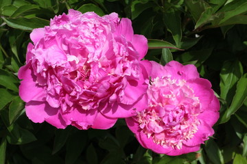 pivoine