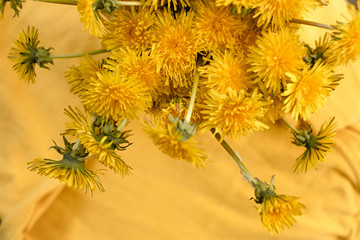 dandelions on yellow background. yellow lifestyle 