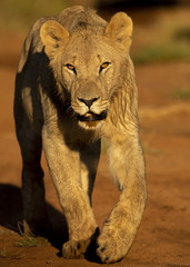 Young Lions walking in the savanna