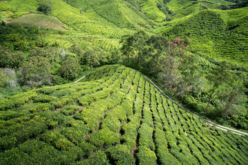 Tea can grow anywere