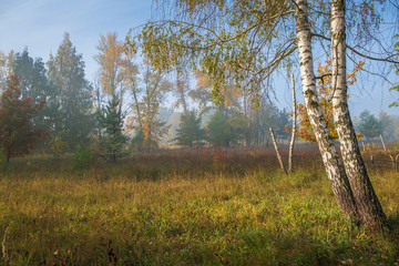 Fototapeta premium warm autumn morning in the park