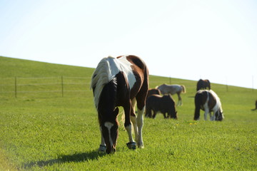 Beginn der Weidesaison. Bunte Pferdeherde auf der Fr&uuml;hlingswiese