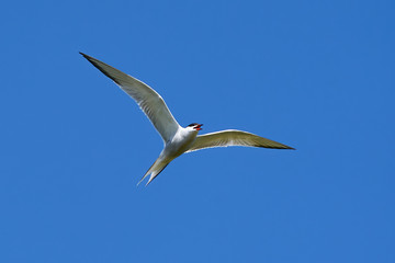 Common tern (Sterna hirundo)