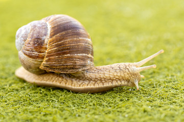 Snail move on artificial grass