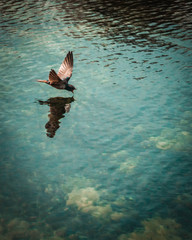 Fototapeta premium bird diving into the water