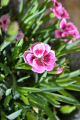 Obraz premium Fleurs de jardin