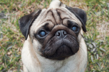 portrait of a young wrinkled thoroughbred pug on the street. pet head