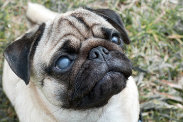 portrait of a pug dog with a blind eye.