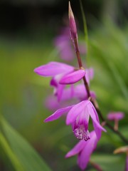 庭先に咲くシラン