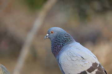 portrait of young pigeon
