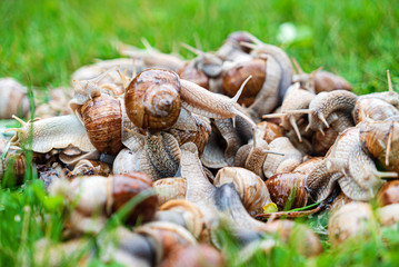 many snails in the garden