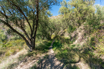 Fototapeta na wymiar path between olive trees in Montenegro (Spain)