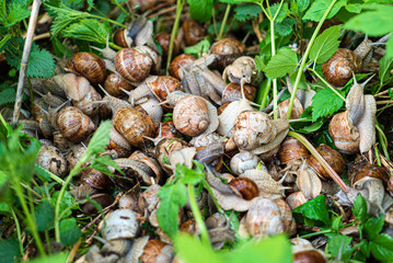 many snails in the garden © Maksim Shebeko