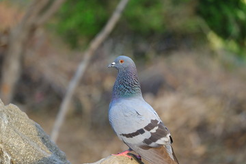 pigeon on the rock
